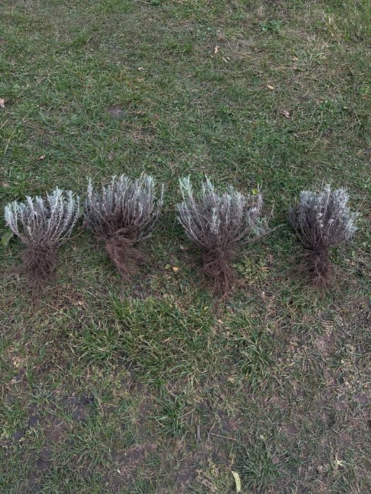 ЛАВАНДА англійська    Кущі лаванди