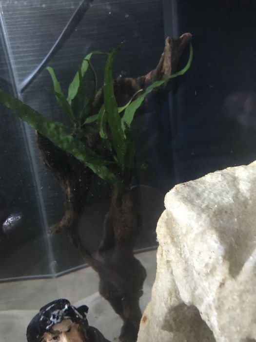 Akwarium kostka krewetkarium 10l