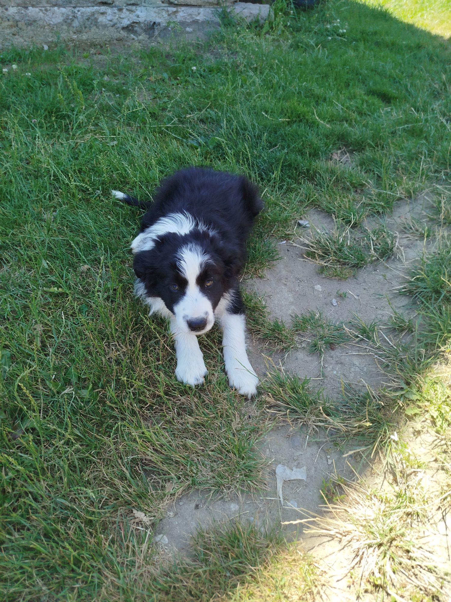Sprzedam psy rasy Border Collie