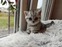 Шотландські кошенята!! Продаж шотландських кошенят. Шотландские котята