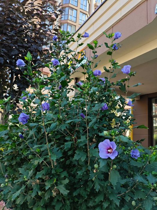 ‼️ Затишна 1к недорого ‼️ ЖК Софія Резиденс