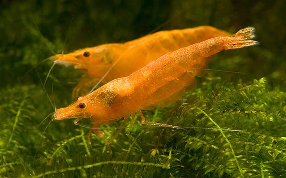 Krewetka SAKURA ORANGE - Neocaridina - Caridina - dowóz, wysyłka
