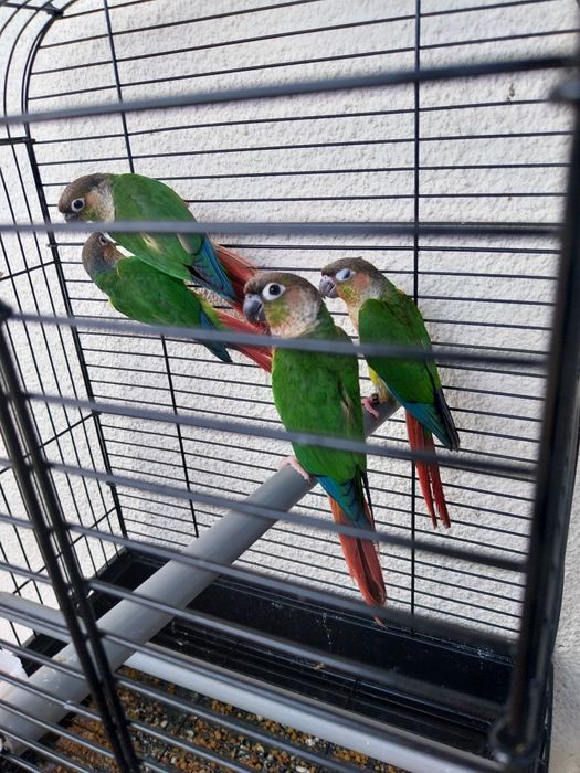 Pyhurras para domesticar