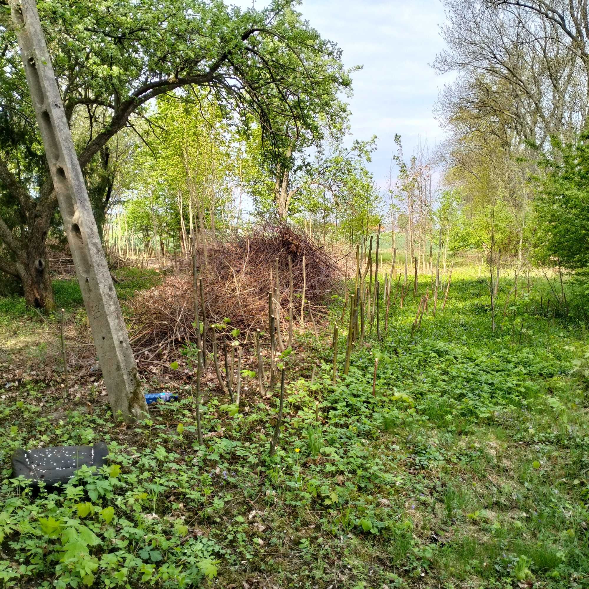 Gałęzie, drzewka oddam za darmo.