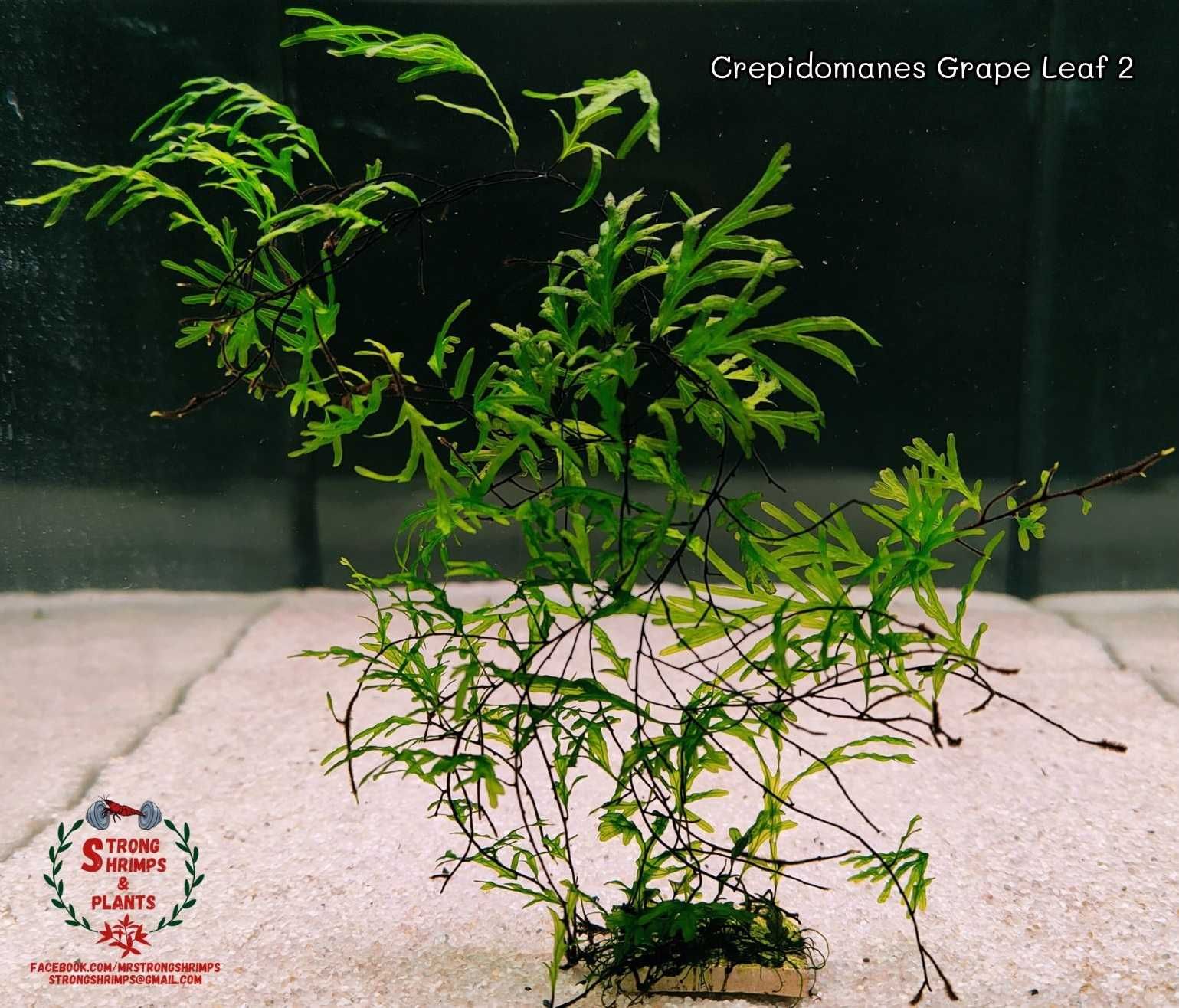 Crepidomanes Grape Leaf 2 Rarytas