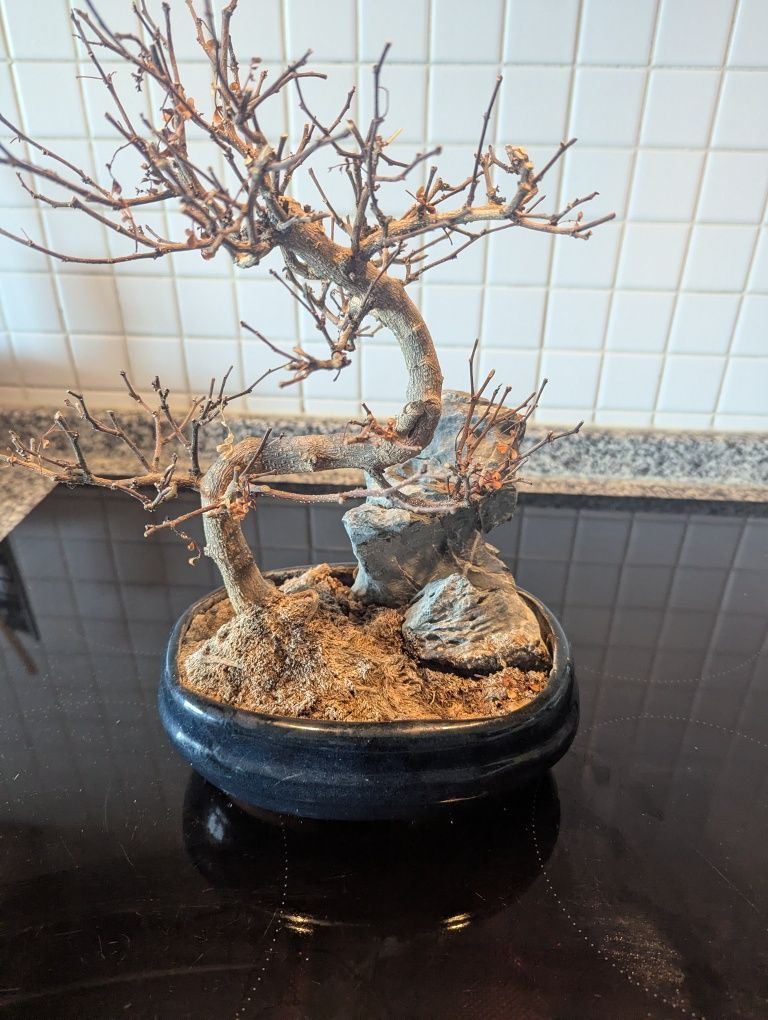 Vaso para bonsai com pedra decorativa