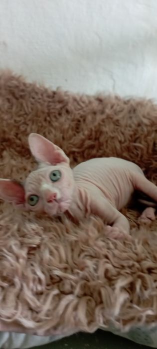 Котенок канадский сфинкс