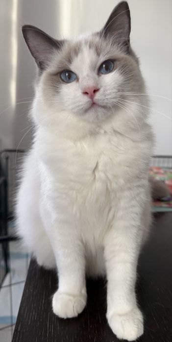 Koteczka Ragdoll blue bicolot