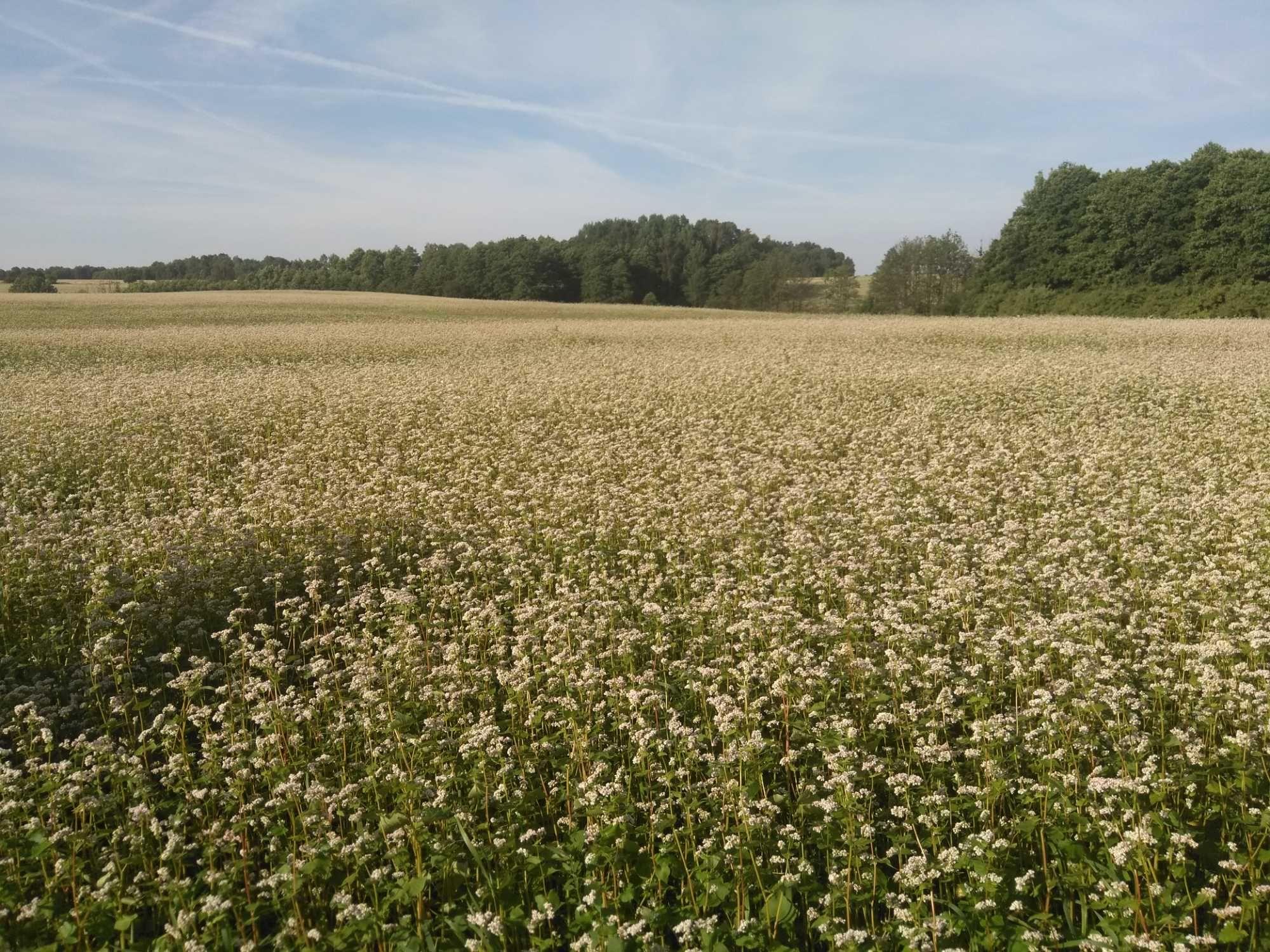 Zapylanie upraw Facelia, Gryka przez Pszczoły.