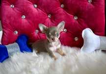 Chihuahua wyjątkowej urody chłopczyk XS