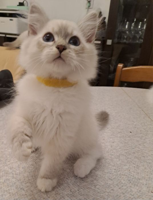 Uroczy kocurek Neva Masquerade