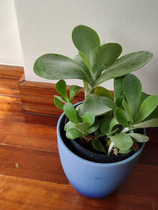 Suculenta Orelha de elefante