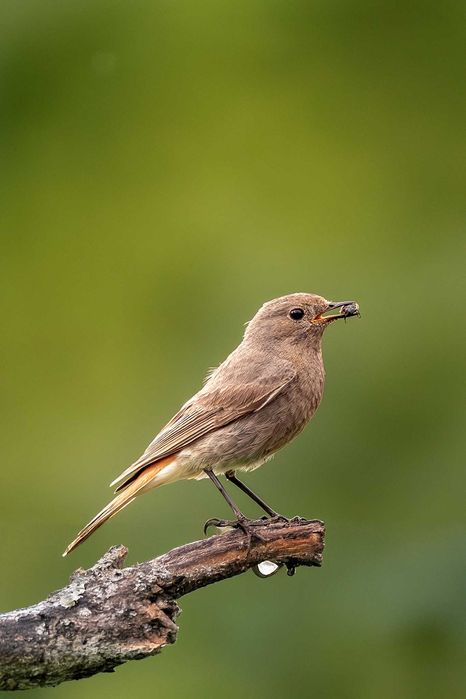 Nikkor 200–500mm f/5.6E ED VR