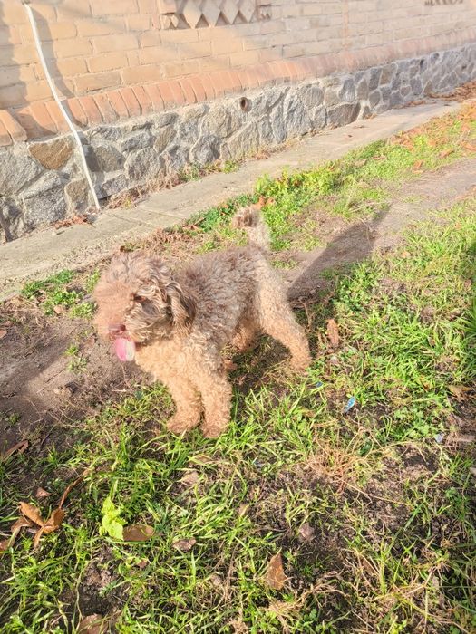 Кобель шоколадний мерле 2 роки в'яжучий з документами