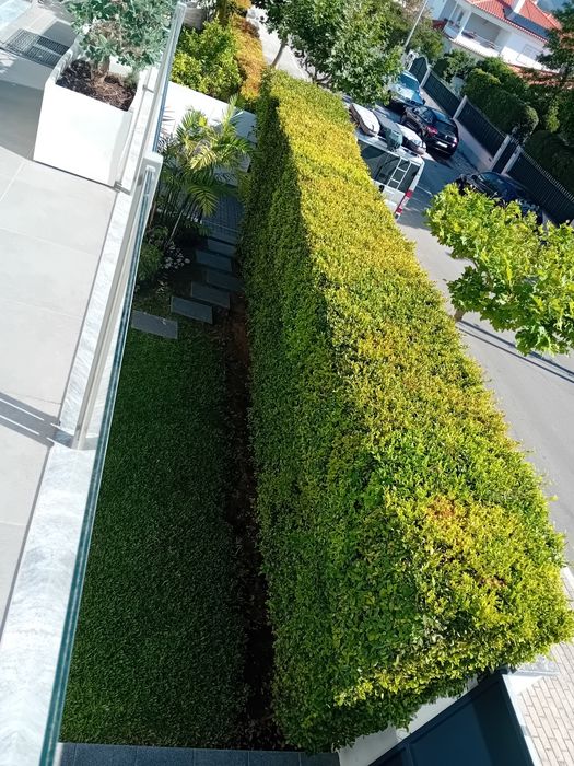 Serviços de jardinagem