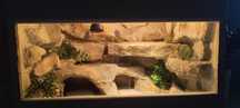 Terrarium dla gekona lamparciego 60x40x40 + akcesoria