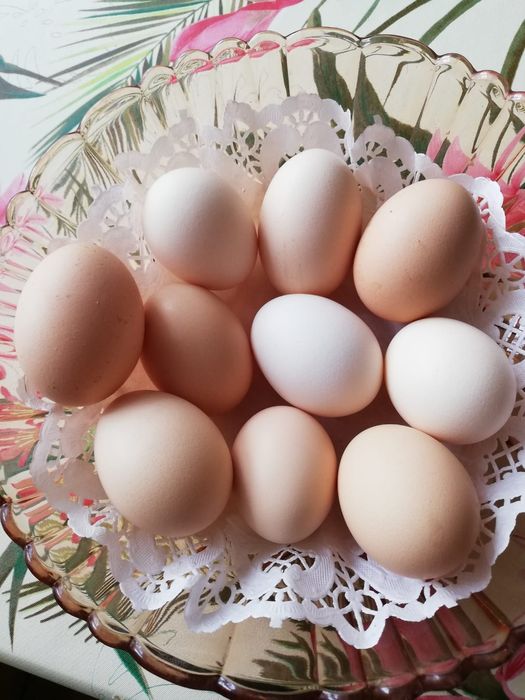 Świeże jajka od szczęśliwych kurek