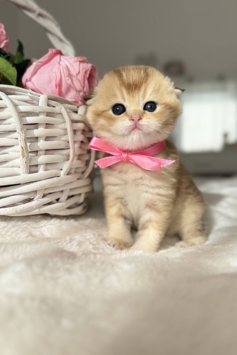 Kotka Szkocka Złota. Scottish fold. Do rezerwacji