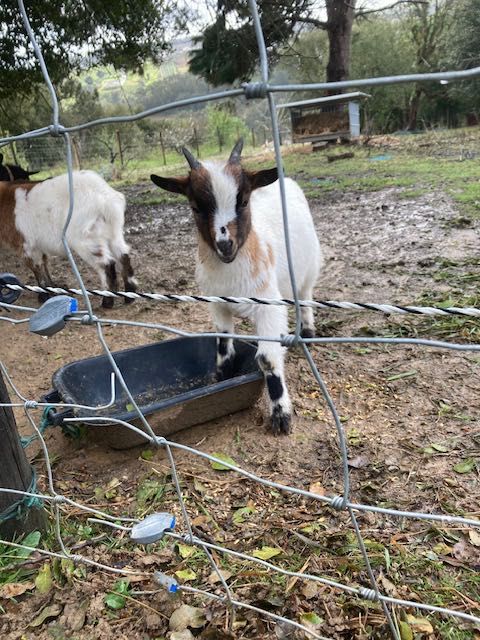 Cabrito anão com 5 meses vacinado e desparasitado