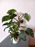 Filodendron/Philodendron White