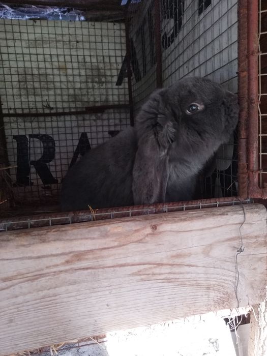 baran francuski niebieski