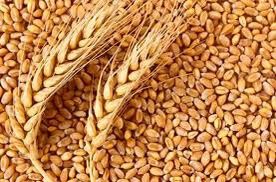 Продам зерно пшеницы, ячмень, кукуруза