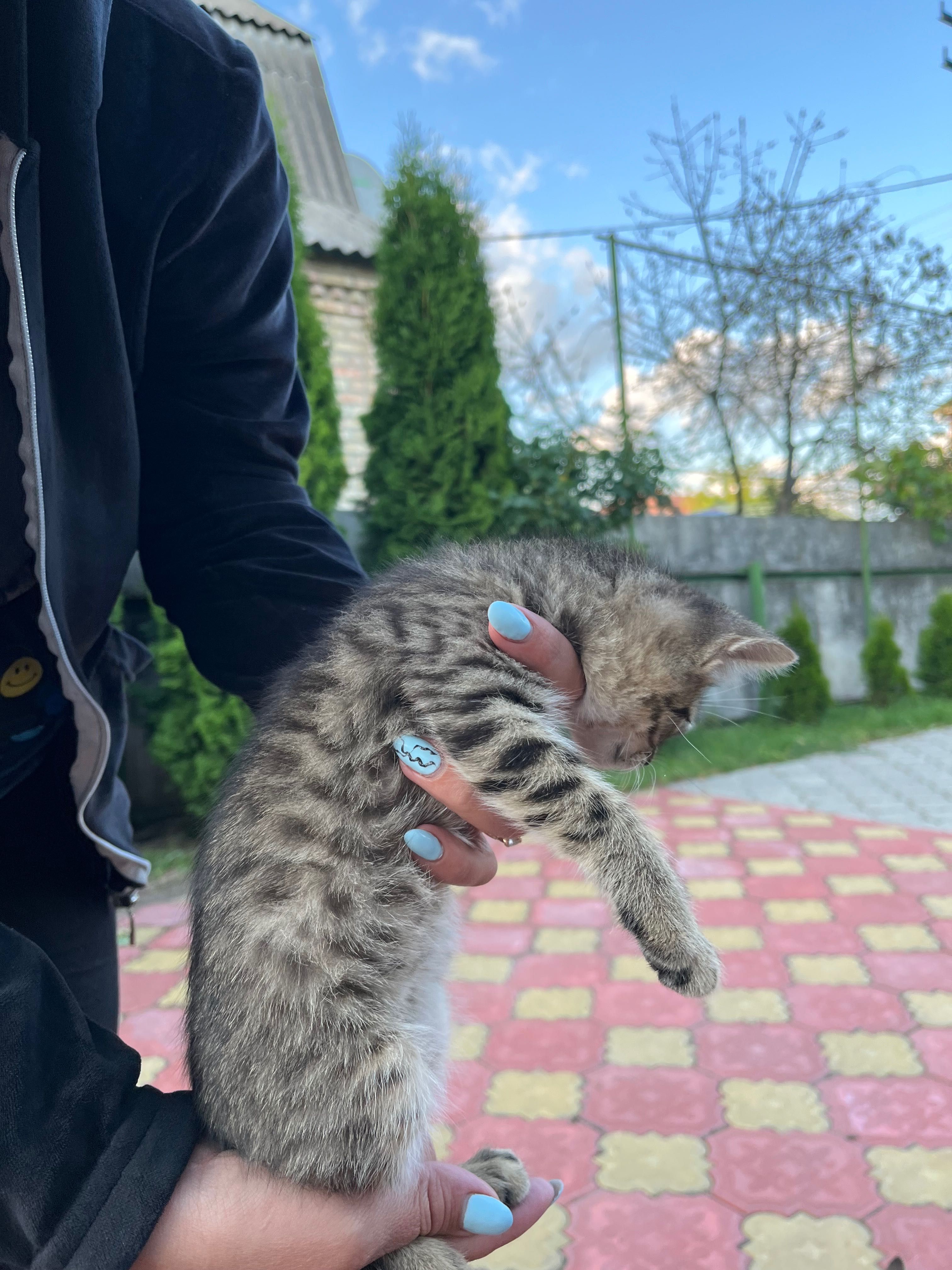 Котенята безкоштовно смт Білогородка, Київська область