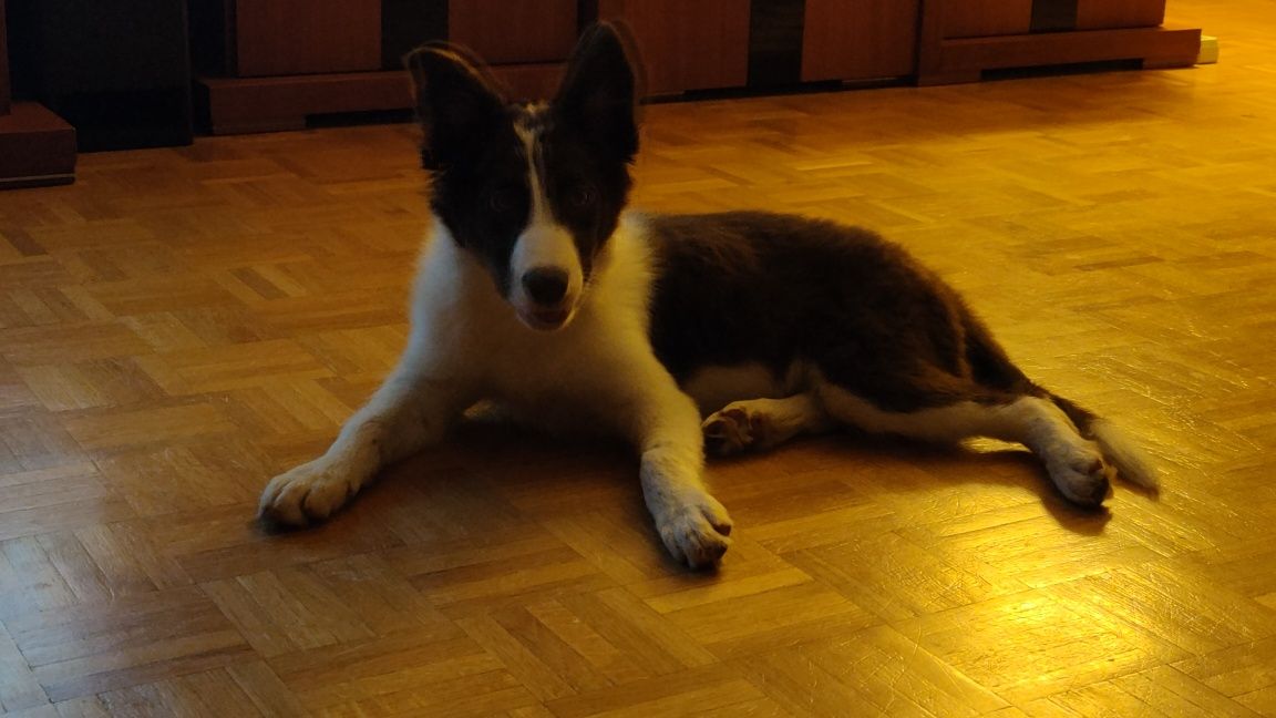 Vendo cadelinha Border Collie