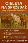 Cielaki mięsne byki jałówki Starachowice dostawa cała Polska w cenie