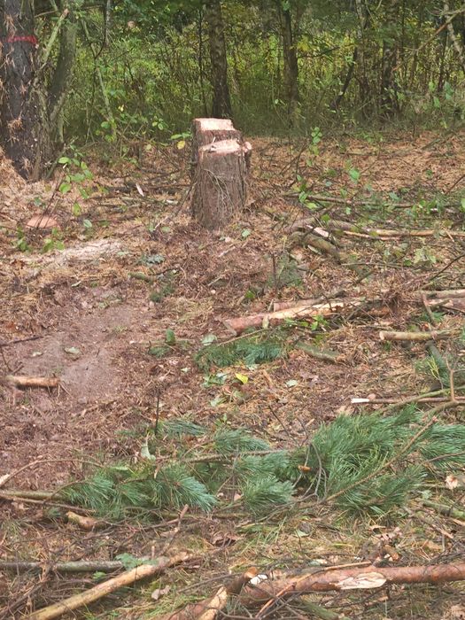 karpy pieńki korzenie