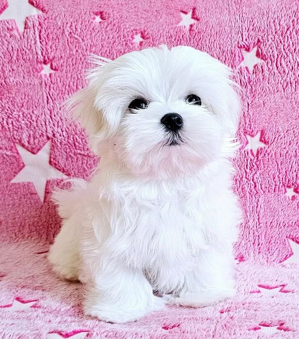 Maltańczyki maltańczyk suczka