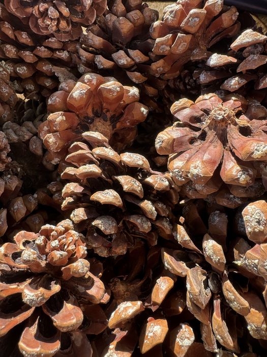 Pinhas de Pinheiro-Manso – 5 Kg por 4,5 € | Promo 3 sacos = 12 €