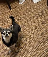 Chihuahua chlopiec  11 mies