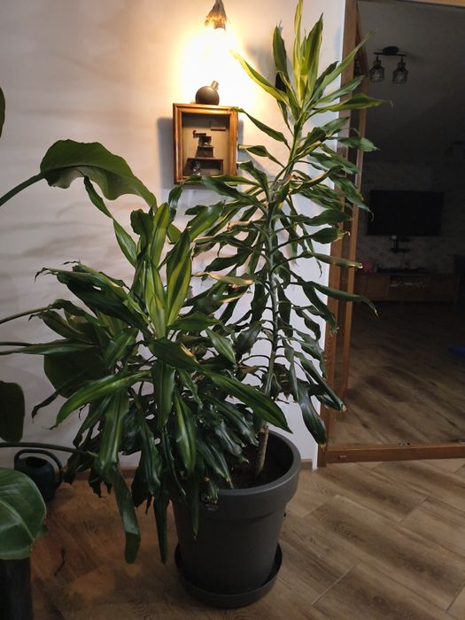 Podwójna dracena