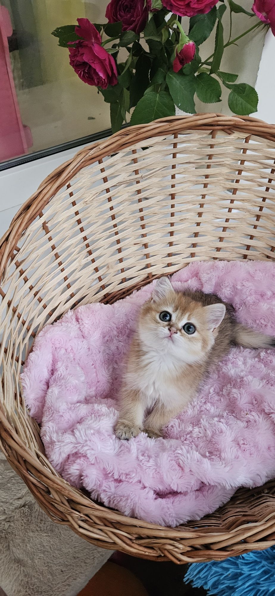 Золотая британская голубая шиншилла кошечка кошка котята