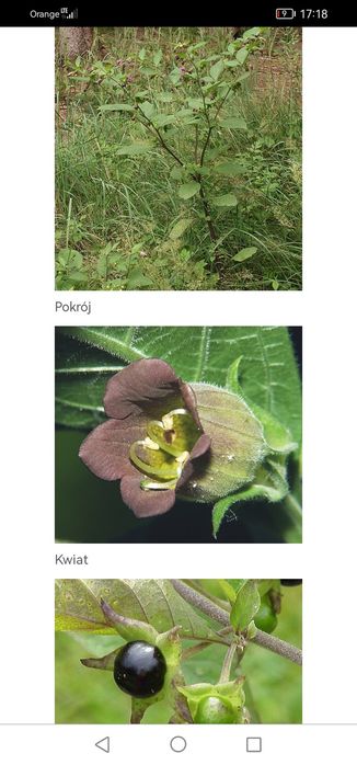 Jagoda wilcza jagoda