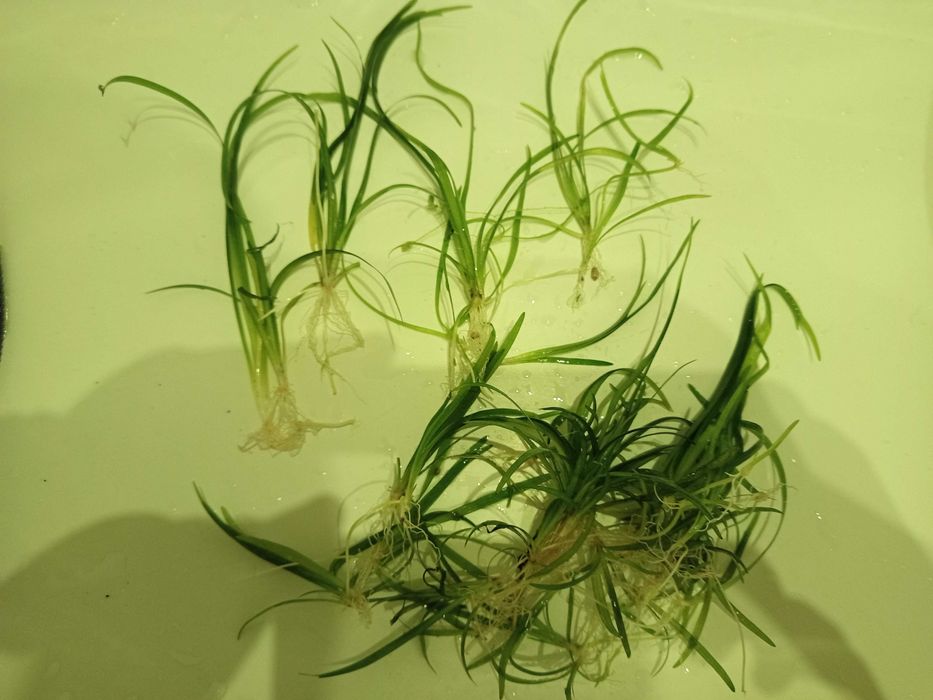 Trawka wodna , niska i wysoka