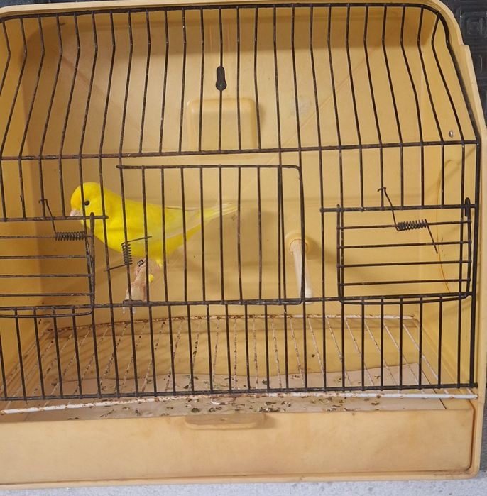 Lote canários lipocromo amarelo e brancos recessivos