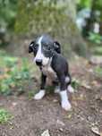 Whippet chart angielski piesek Hodowla FCI