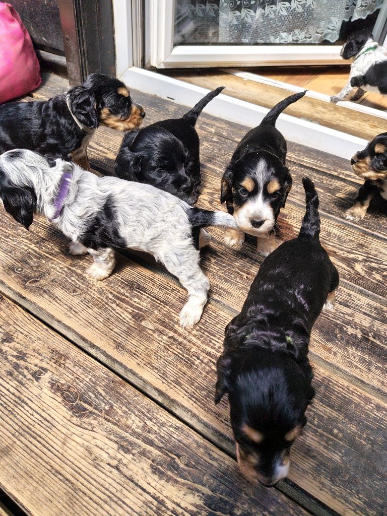 Cocker Spaniel angielski
