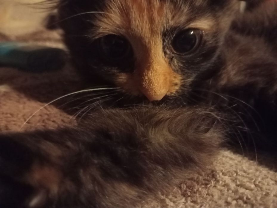 Шотланська висловуха,кіточка