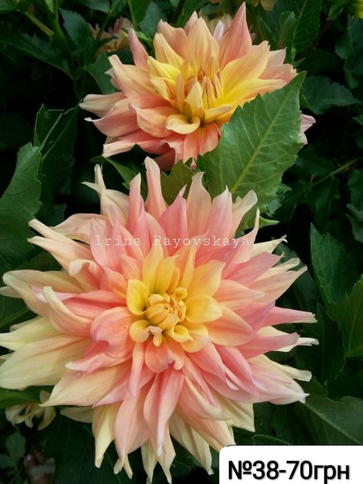 Жоржина Nicolas - перламутрова красуня (Лідія Ластовець  відгукніться)