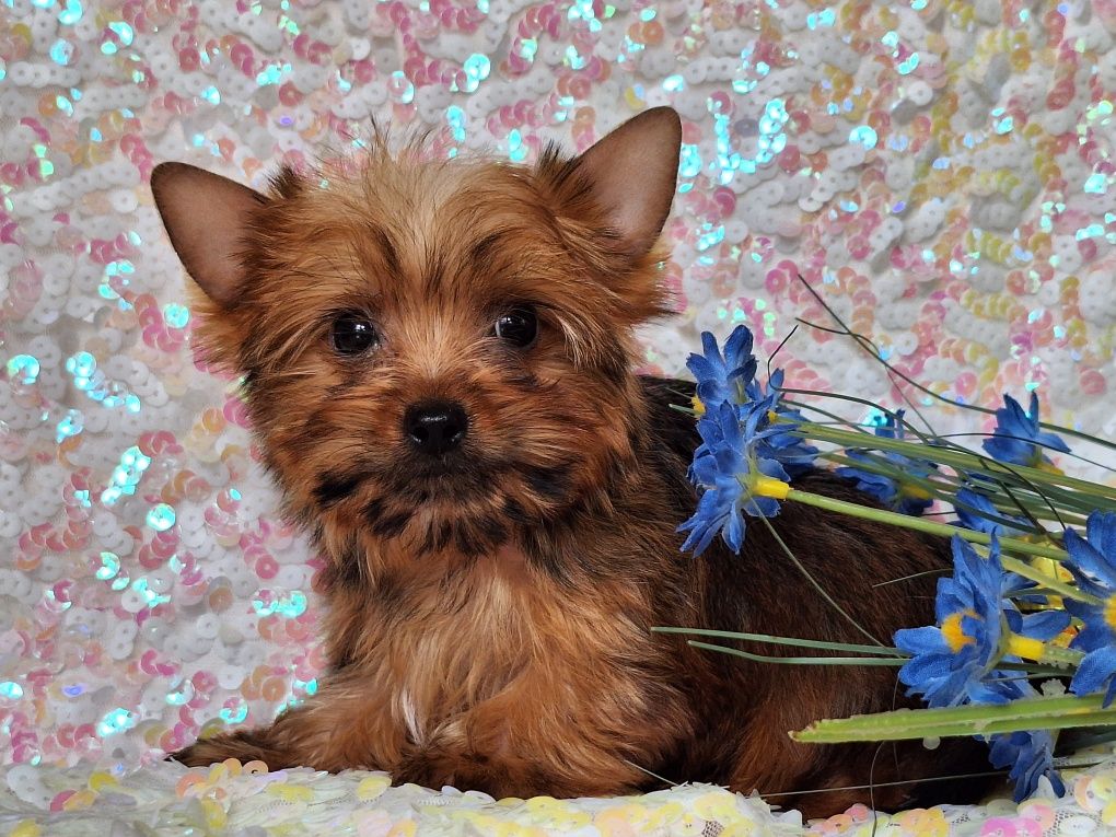 Yorkshire terrier golddust z rodowodem