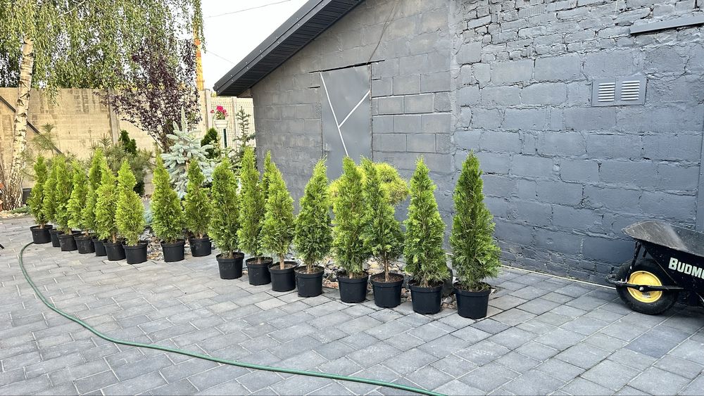 Самшит,Туя смарагд західна,ялівці ,сосни,сакура,ялина,гортензії,