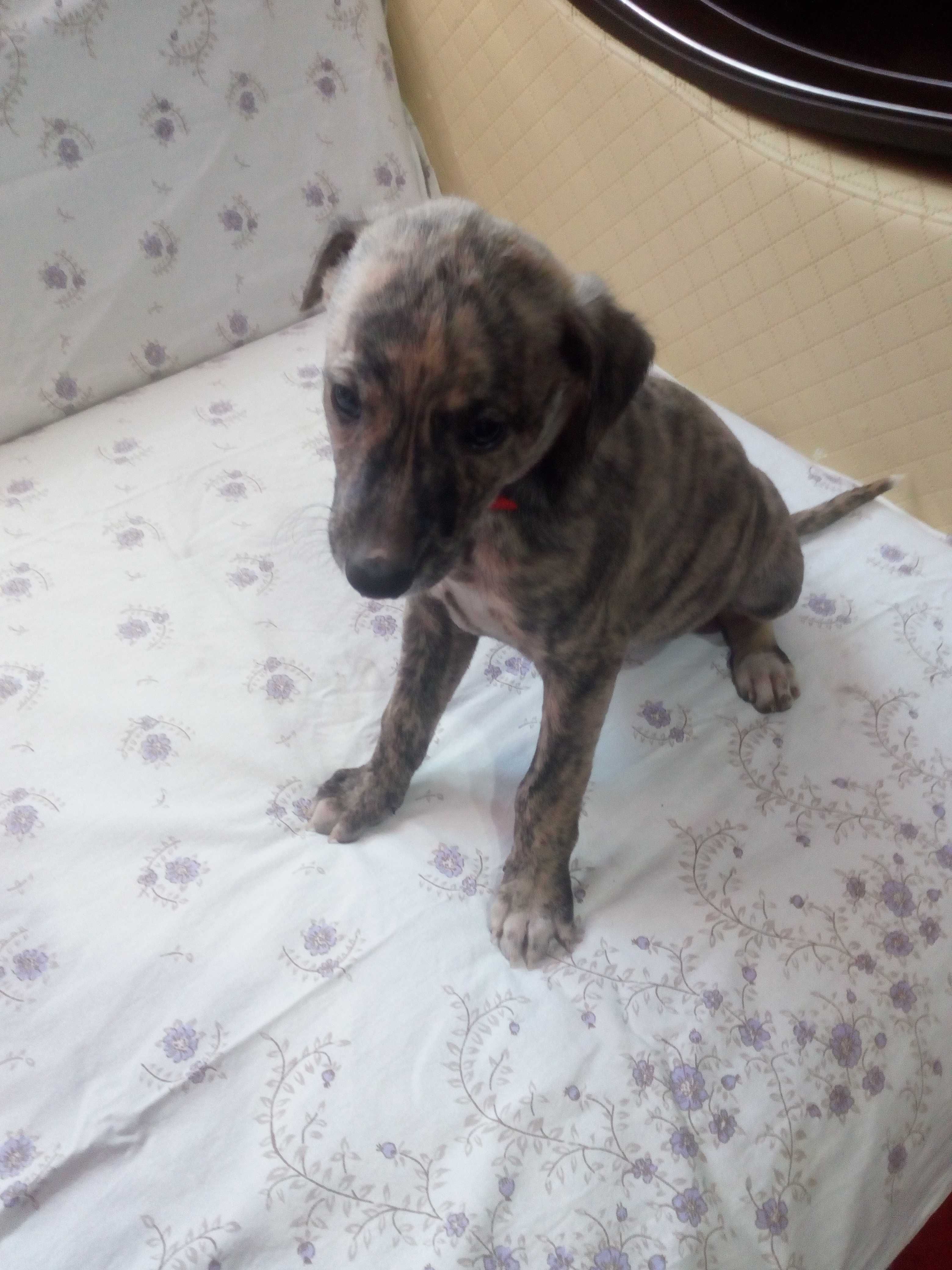 Chart Angielski Whippet.  piesek