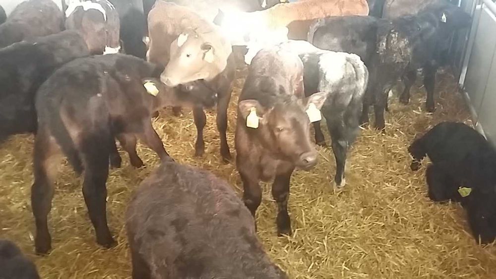 Byczki miesne Słupia jaloszki cielaki