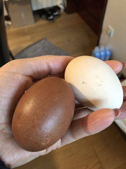 Ovos de galinha, produto rural.