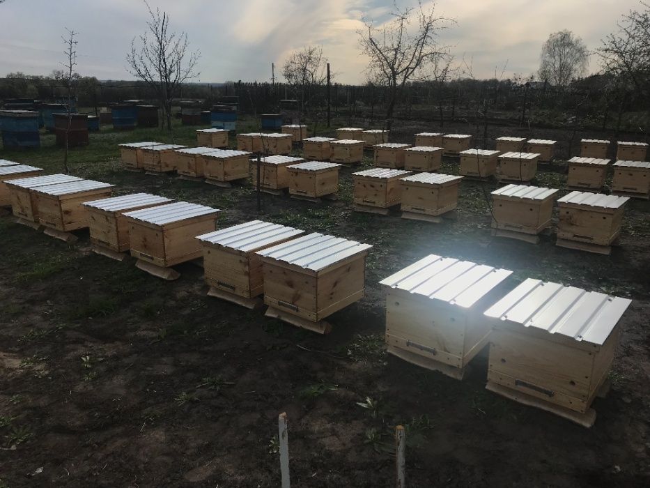 Продам пчелосемьи