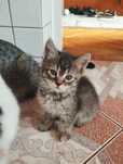 koty do adopcji pilne