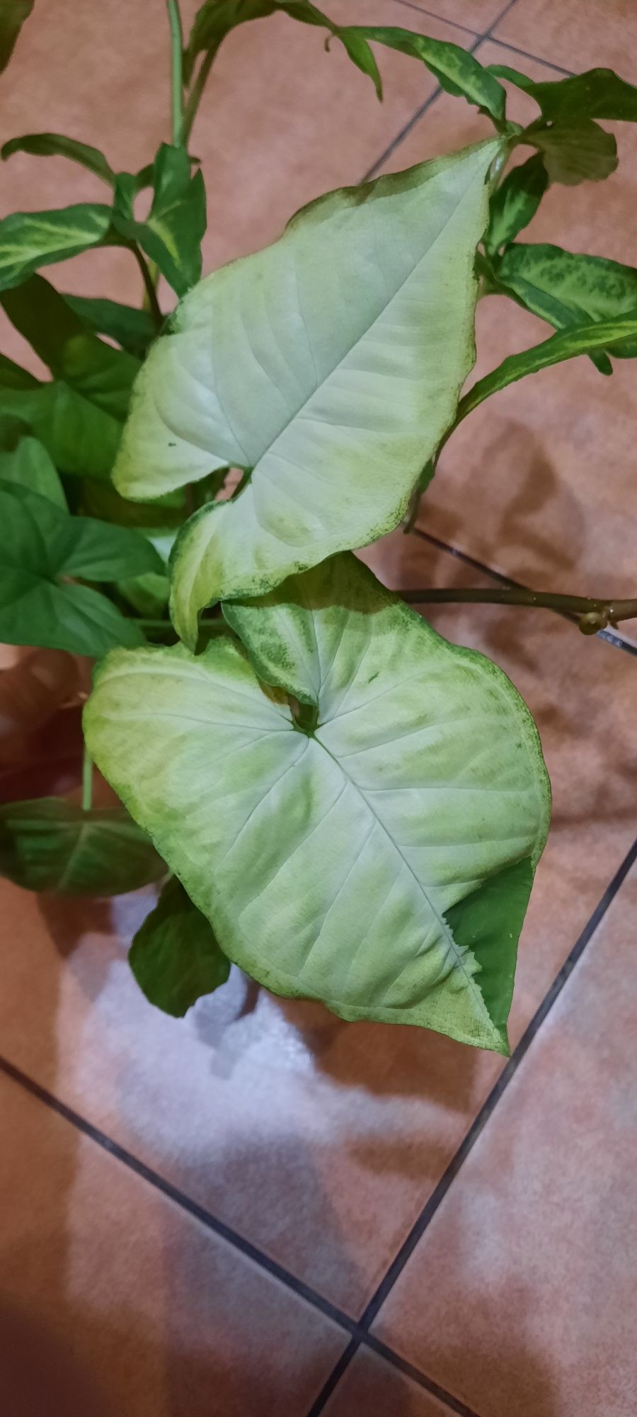 Syngonium cięte sadzonki
